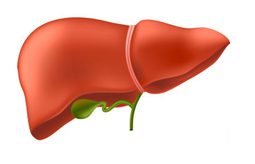 Liver