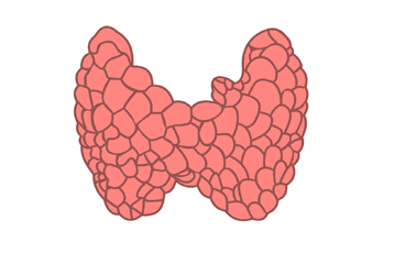 Thyroid