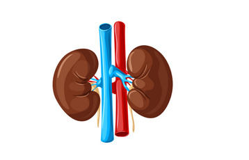 Kidney