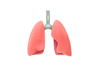 Lungs